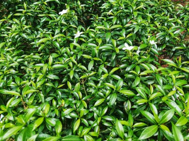 Mini saberina süs bitkisi ya da küçük beyaz çiçekli yeşil rambusa.