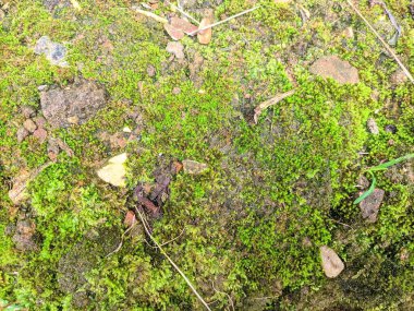 Evin bahçesinde büyüyen yeşil yosun.