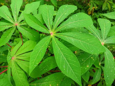 Cassava bitkileri sabah yemyeşil görünür.