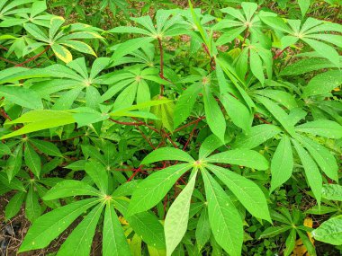 Cassava bitkileri sabah yemyeşil görünür.