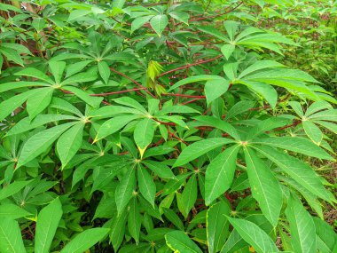 Cassava bitkileri sabah yemyeşil görünür.