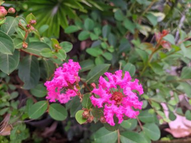 Güzel pembe kiraz çiçeği süsleme bitkisi