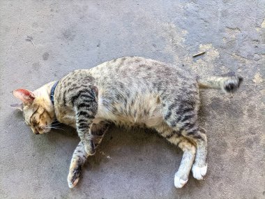 Bir kedi çimentoda mışıl mışıl uyuyor.