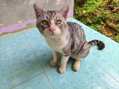 Evin terasında bir kedi oturuyor.