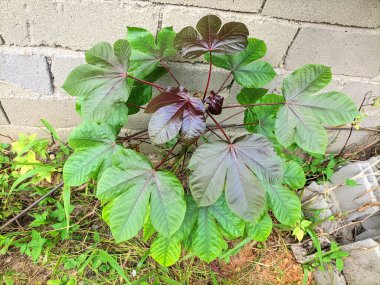 Jatropha grows next to the house clipart