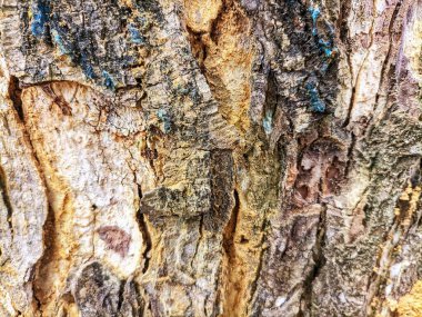 Kabuk dokusunun yakından görünüşü ilginç görünüyor.