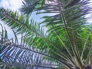 Gündüzleri de hurma ağaçları gibi olur.