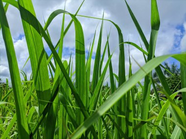 Gökyüzüne karşı görülebilen yabani otlar