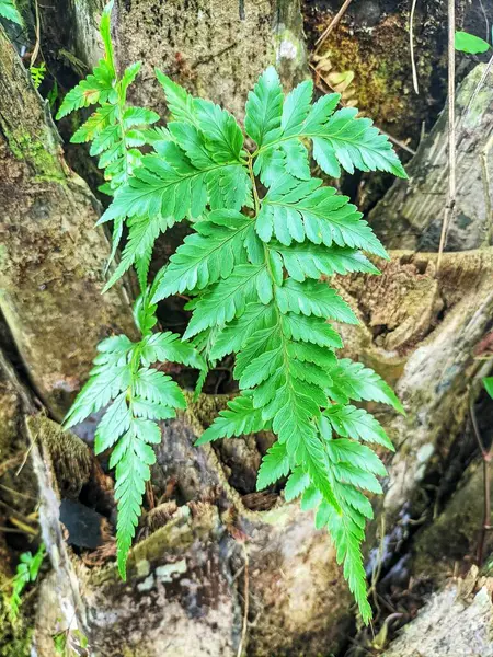 stock image Wild ferns grow on oil palm trunks