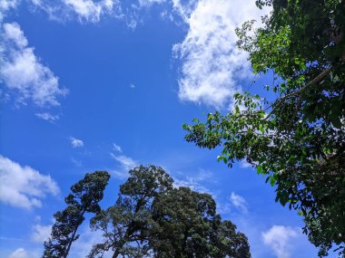 Güneşli bir günde büyük gövdeli bir ağaç görebilirsiniz.
