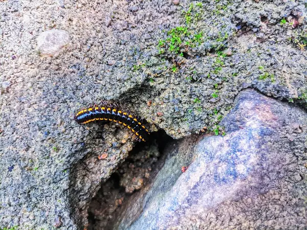 Stock image black millipede caterpillars crawling on the walls