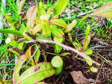 Pitcher plants are visible during the day clipart