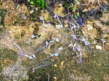 Parts of the cat's whisker flower fell on the ground clipart