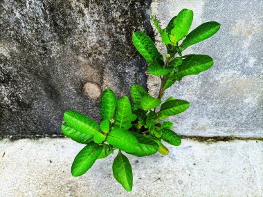 nemli beton duvarlarda büyüyen yeşil bitkiler