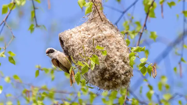 Remez builds a nest on a birch tree in spring