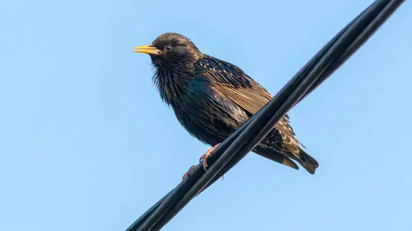 common starling sings in spring
