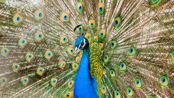 peacock with blue feathers, close up