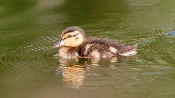 cute little duckling swimming on water surface