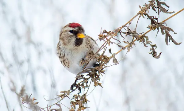 a bird sitting on a branch in the snow