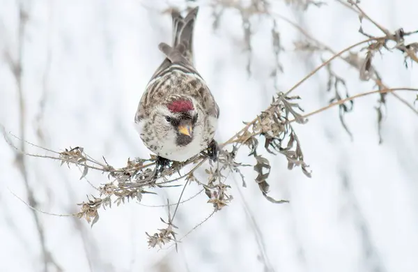 The redpoll eats weed seeds