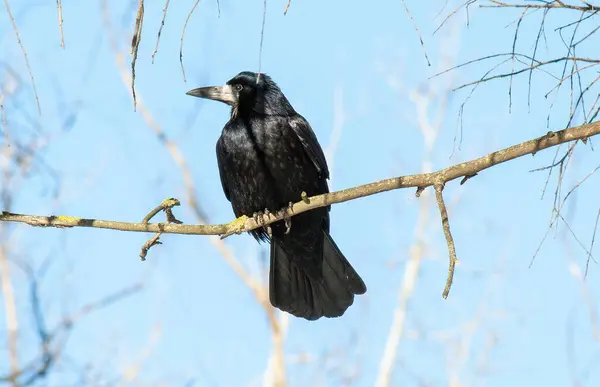 a black bird sitting on a branch of a tree