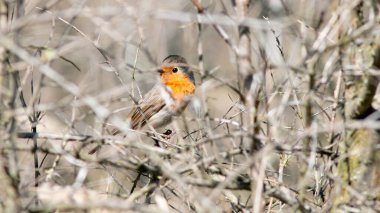 Robin Bird kış mevsiminde ağaç dalında oturuyor.