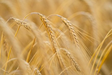Buğdayı kapat. Buğday tarlası. Altın buğday. Olgunlaşmış çavdar tarlası. Buğday tarlası olan bir çiftlik. Tahıl endüstrisi. Çevre tarımı