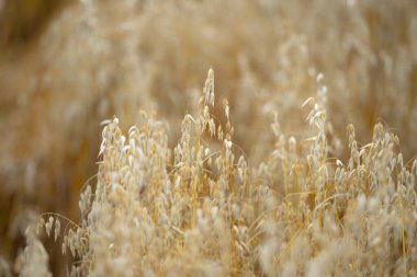 Yulaf tarlası. Tarlada olgunlaşmış yulaf kulakları. Yulaf tarlası. Saha manzarası. Olgunlaşan yulaf kulaklarının geçmişi. Yulaf, yulaf, yulaf