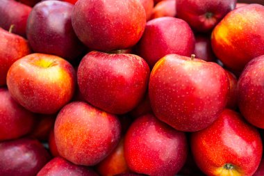 Kırmızı elma arka planı. Taze elma hasadı. Olgun kırmızı elma