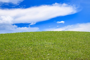 Mavi gökyüzünün altındaki yeşil çayır taze çimen. Yeşil çimenli çayır. Mavi gökyüzü arka planlı yeşil çimen tarlası. Yeşil çayır manzarası. Yaz manzarası. Çimen alanı ya da çayır