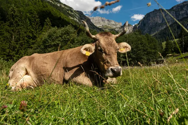 Yaz otlağında İsviçre ineği. Alplerde inek otluyor. Tarlada inek. İsviçre otlağındaki süt inekleri. Yeşil Tarlada Olgun İnek