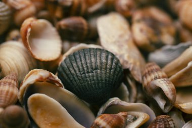 Deniz kabuğu deseni. Deniz kabuğu arka planı. Okyanus kabukları. Deniz kabuğu arka planı. Deniz kabuklarının dokusu