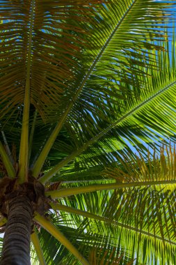 Mavi gökyüzünde palmiye ağaçları. Tropik sahilde avuç içi. Hindistan cevizi ağacı arka planı. Tropik palmiye yaprağı. Tropik yeşil desen dokusu