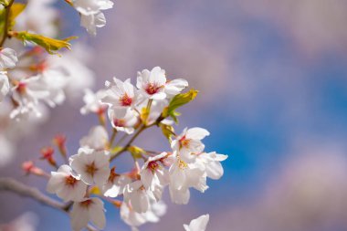Kiraz çiçeği çiçekleri. Bahar arka planı. Çiçek açan kiraz ağacının dalları. Baharda açan beyaz kiraz ağacı çiçekleri. Bahar çiçekleri. Beyaz çiçek.