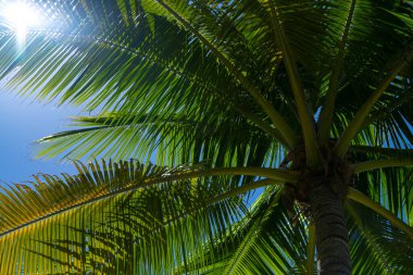 Avuç içi yaprakları. Mavi gökyüzünde palmiye ağaçları. Hindistan cevizi ağacı palmiyeleri. Tropik palmiye yaprakları. Egzotik desen arkaplanı
