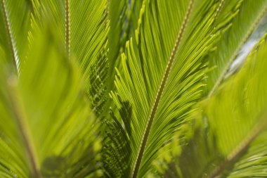 Tropik yeşil yaprak dokusu. Hindistan cevizi palmiyeleri. Hindistan cevizi yaprağı dokusu arka planı. Tropik avuç içi. Doğa geçmişi. Tropik palmiye yaprağı. Hindistan cevizi ağacı. Doğa geçmişi. Avuç içi dokusu