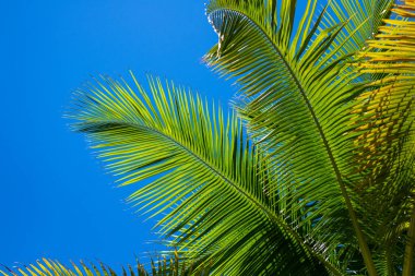 Hindistan cevizi yaprağı. Mavi gökyüzünün üzerinde tropik hindistan cevizi palmiyesi yaprağı. Avuç içi yaprağı. Palmiye yaprağı arkaplanlı yeşil doku