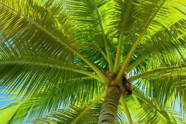 Hindistan cevizi yaprağı. Mavi gökyüzünün üzerinde tropik hindistan cevizi palmiyesi yaprağı. Avuç içi yaprağı. Palmiye yaprağı arkaplanlı yeşil doku