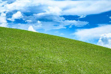 Çimen tarlası. Yeşil çayır ve mavi gökyüzü. Mavi gökyüzü ile yeşil çimen tarlası.