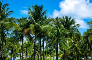 Avuç içi yaprakları. Mavi gökyüzünde palmiye ağaçları. Hindistan cevizi ağacı palmiyeleri. Tropik palmiye yaprakları. Egzotik desen arkaplanı