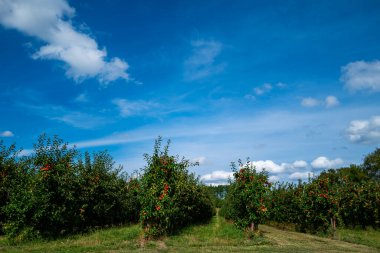 Bahçesinde olgun kırmızı elmalar olan elma ağaçları. Ağaçların dallarında doğal kırmızı elmalar. Sonbahar elma bahçesi. Elma bahçesinde kırmızı sulu elmalar
