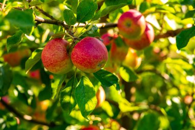 Bahçedeki bir dalda kırmızı sulu elmalar. Elma bahçesi. Elma ağaçları. Kırsal bahçe. Ağaçta olgun kırmızı elmalar. Bahçedeki ağaçtaki elma