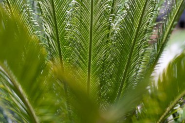 Hindistan cevizi yaprağı. Mavi gökyüzünün üzerinde tropik hindistan cevizi palmiyesi yaprağı. Avuç içi yaprağı. Palmiye yaprağı arkaplanlı yeşil doku