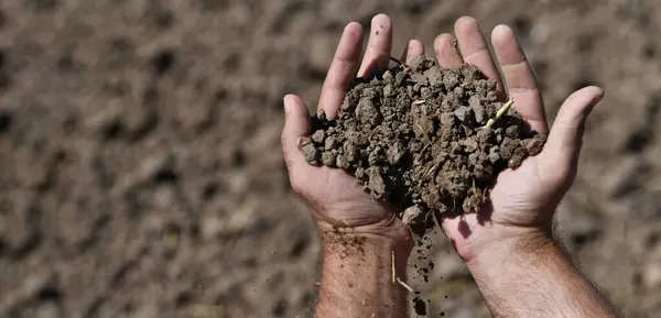 Toprak ellerde. Ellerinde toprak çamuruyla çiftçi. Bahçıvanlık. Tarım konsepti. Çamur sahada. Bitki yetiştirmek için toprak. Tarım ve bahçıvanlık için temiz toprak