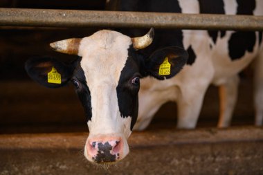 Holstein inekleri çiftlikte. Olgun inek. İnekler fabrikada. Süt çiftliğindeki siyah beyaz inek. Çiftlikte sığır çiftliği olan inek çiftliği. İnek sütü
