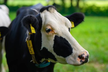 Holstein inekleri otlakta. Olgun inek. Çayırdaki inekler. Yeşil çayırdaki siyah beyaz inek. Çiftlikte sığır çiftliği olan inek çiftliği. Tarlada inek sürüsü