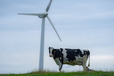 Yeşil enerji konsepti. Eko çiftliği. Rüzgar enerjisi. Çevre tarımı. Yeşil elektrik. Rüzgar jeneratörü gücü. Alternatif enerji. Yeşil tarladaki inek. İnek ile Eko çiftliği. İnek çiftliği