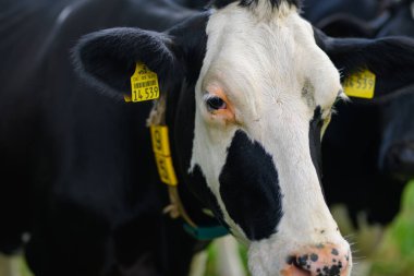 Holstein ineği. Güneşli bir günde çayırdaki inekler. Yeşil çayırdaki siyah beyaz inek. Çiftlikte sığır çiftliği olan inek çiftliği. Tarlada inek