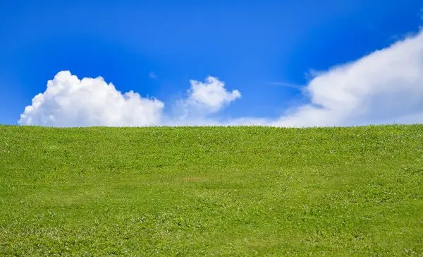 Yeşil çim tarlası. Çimenli çayır arka planı. Yeşil çimenlik alan. Çimenli çayır manzarası. Geniş yeşil çimen alanı. Arka plan için otlaklar. Doğa manzarası arka planı