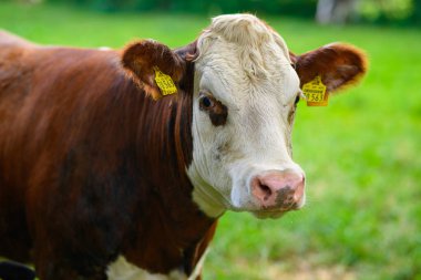 Kahverengi otlayan inek. Yaz yeşili tarlasında Hereford ineği. Yeşil otlakta otlayan inek. Yaz kırsal arazisi ve inekler için otlak. Kırsaldaki inek sürüsü. Çiftlik arazilerinde inekler. Süt çiftliği